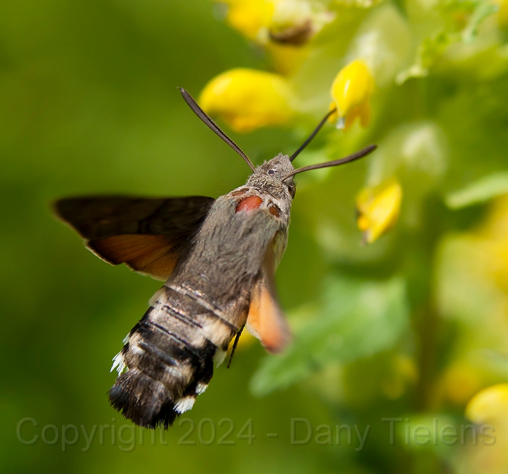 Kolibrievlinder 2- 09.jpg